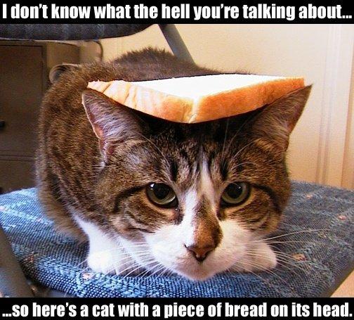 shaderman.com/misc/fun/breadcat.jpg